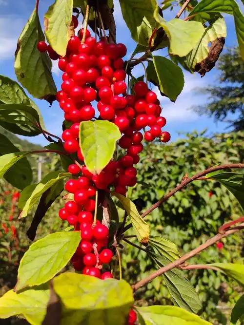 五味子醉在秋天