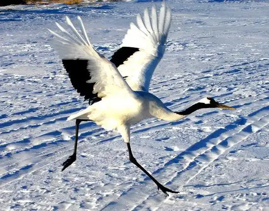 画家资料库,一组高清精美丹顶鹤起舞组图,【5】