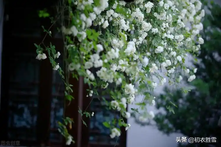 晚春花信之荼蘼花诗词八首荼蘼路远愁霜早兄弟乡遥羡雁飞