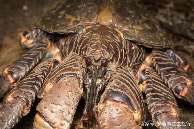 陆地最大螃蟹,能长到1米长重12斤,却逃不过吃货的一张嘴