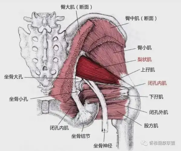 髋关节|肌肉|中肌|梨状_网易订阅