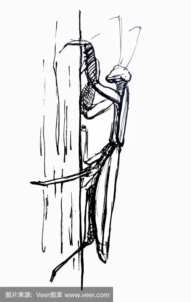 螳螂,线条画,背景分离,野生动物,复古风格