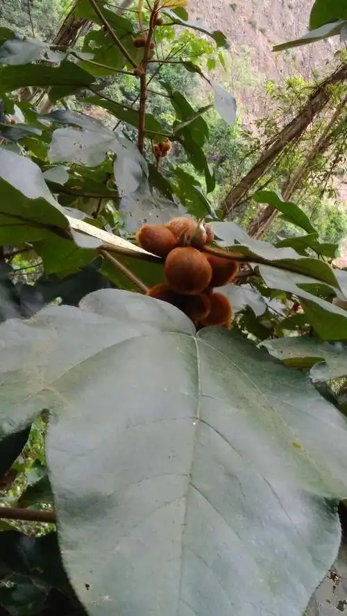 老家农村山里有一种叫五指毛桃的植物树皮树根都可以用来煲汤