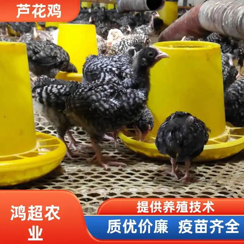 定西市求购纯种芦花鸡苗.