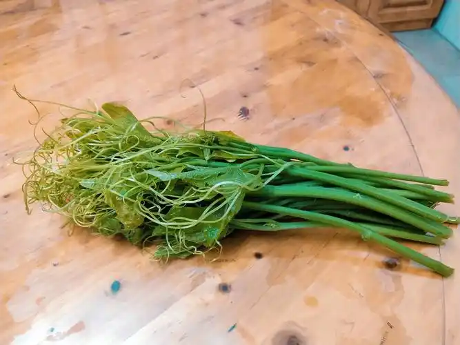 瓜苗- 热门商品专区