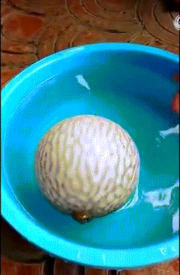 哈哈哈哈!愤怒的河豚,看我气成了足球!你再惹我就自爆了啊!