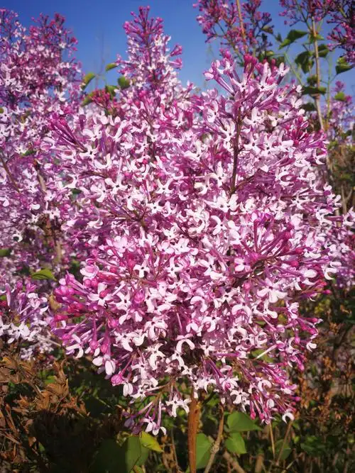 朴素身姿幽香绽放,看乌海市花--丁香.