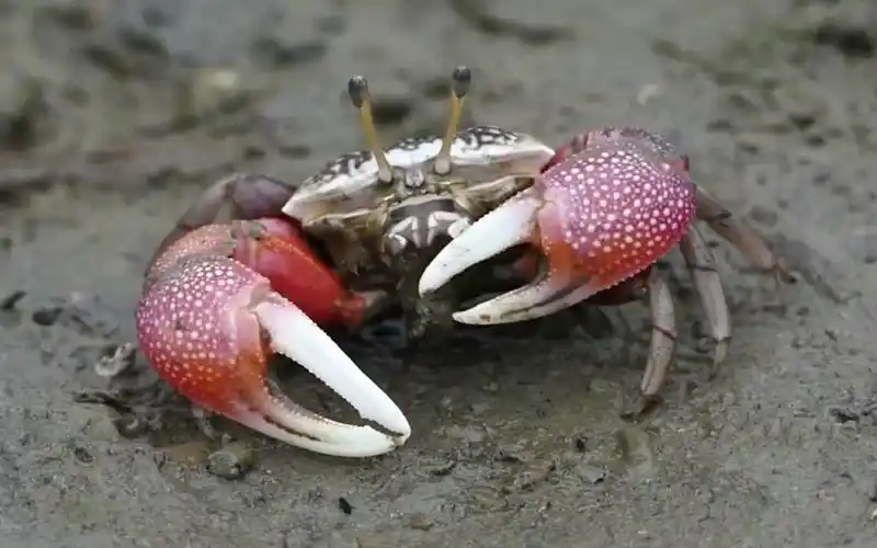 【youtube】两个大钳子的招潮蟹你见过吗?_哔哩哔哩_bilibili