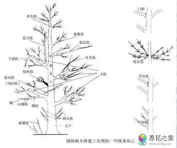 修剪原则,春促,夏控,秋逼.