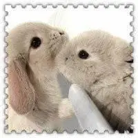 兔子头像超萌卡哇伊_微信头像图片大全