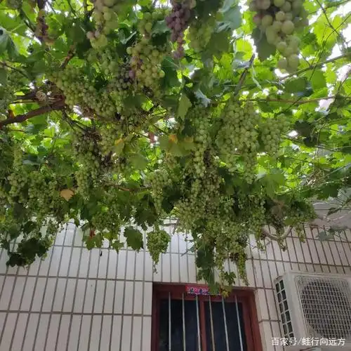 果子挂满枝头的农家小院很惬意!