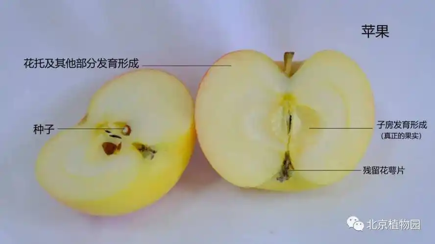 假果苹果由雌蕊根部的子房发育而成的真正果实是被我们叫做苹果核的