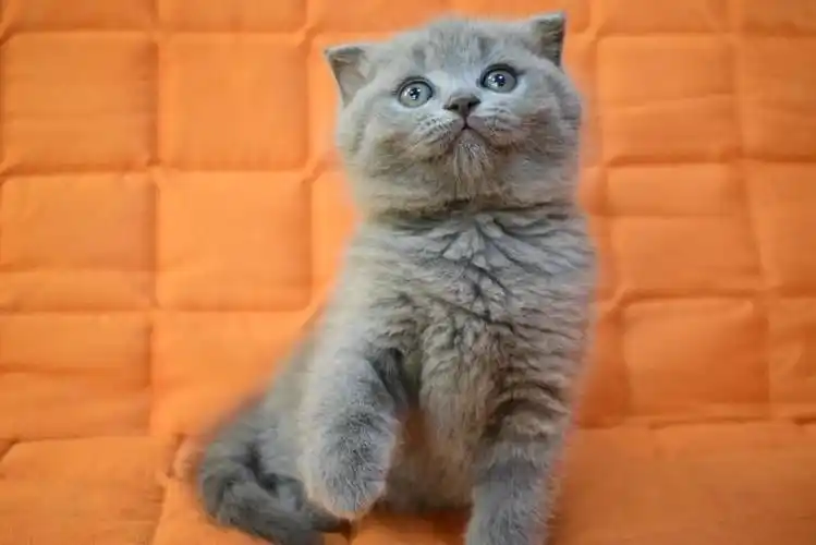 特价999~英短折耳蓝猫