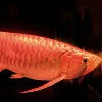 金色金龙鱼微信头像_微信头像图片大全