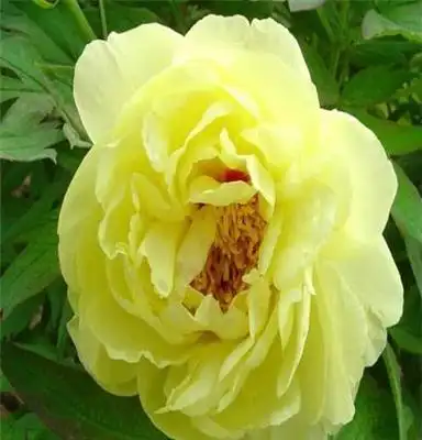 油瓶子"要牢牢攥在自己手上,首选天津尧舜牡丹籽油