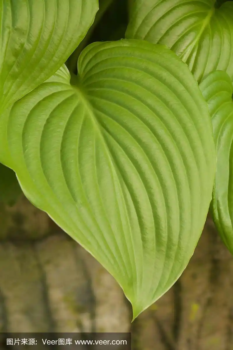 玉簪叶的大脉序