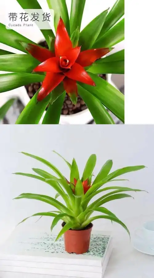 小红星盆栽凤梨花四季开花室内绿植花卉水培植物净化空气