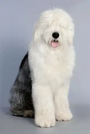 古代牧羊犬(古代牧羊犬优缺点)