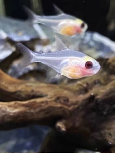 虹弦见红肚玻璃鱼活体透明鱼热带观赏鱼小型好养易活草缸淡水灯科群游