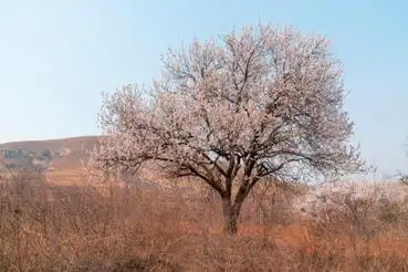 河北省张家口阳原县杏花