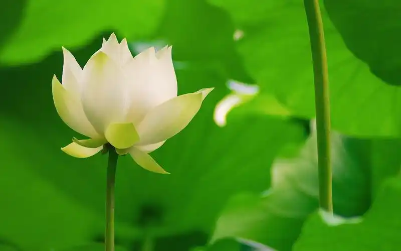 池塘中的荷花,高清图片,电脑桌面-壁纸族