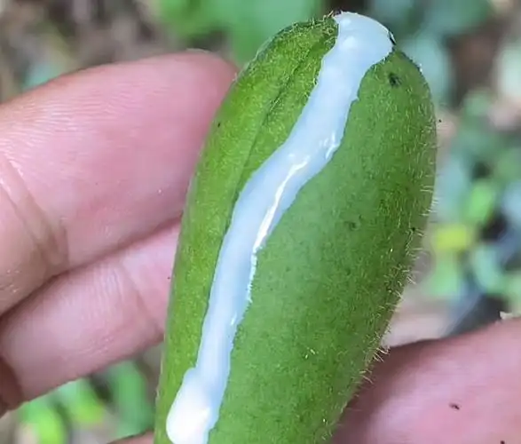 这植物果实像萝藦,俗称"蓝叶藤",果实可入药,茎叶可为染料!