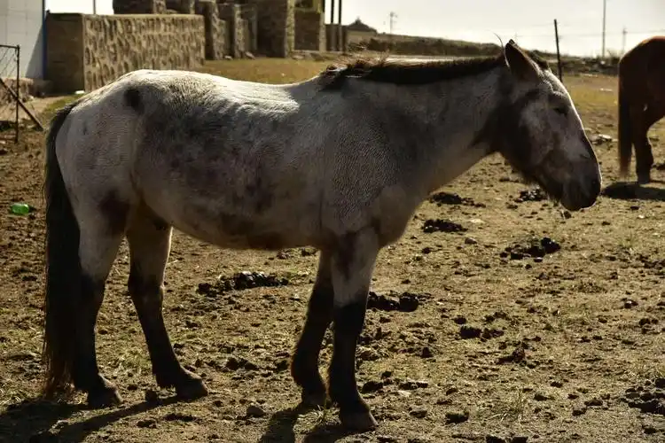 秋到内蒙古2020.10.