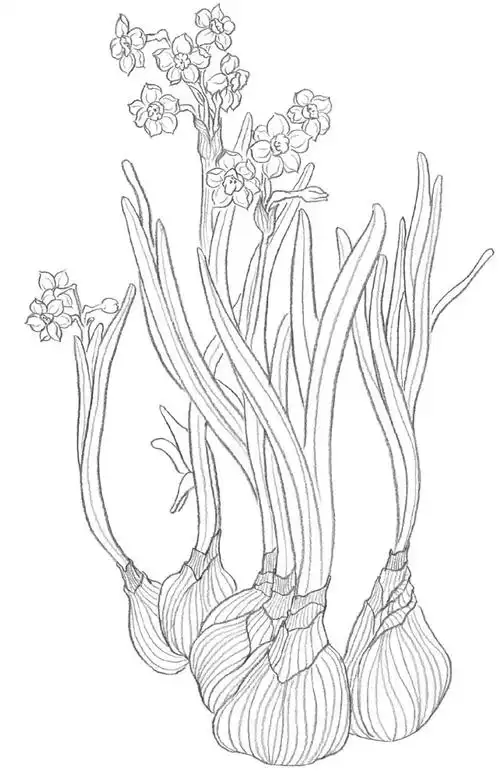技法白描花卉水仙花线描画法示范
