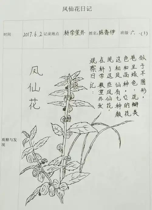 童心植物图鉴之凤仙花
