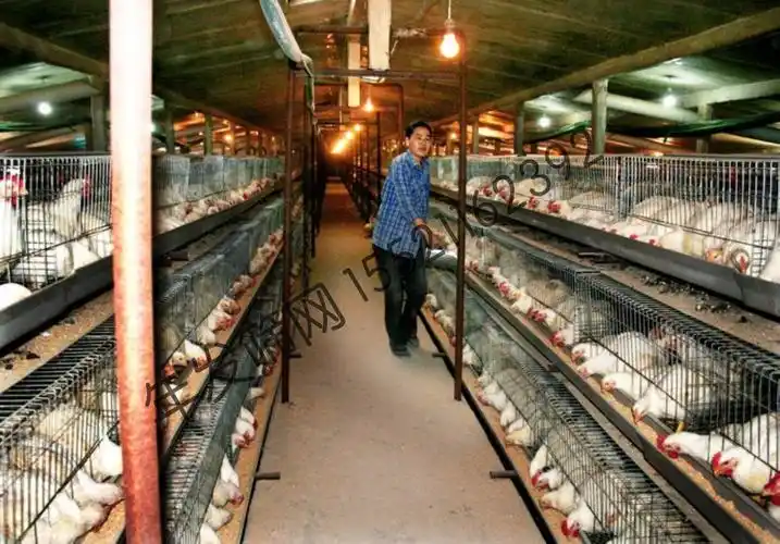 蛋鸡笼 阶梯式 养殖场镀锌鸡笼厂家 三层双边蛋鸡笼子现货 出口货