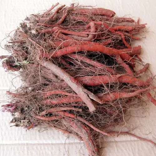 原生态野生正品紫丹参新鲜丹参500克22元包邮丹参茶