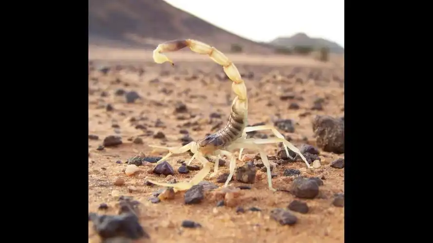 以色列金蝎介绍及饲养