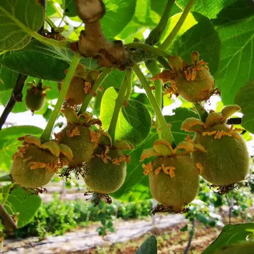 济南青牛山家庭农场猕猴桃幼果挂满枝头