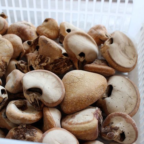 须元果 云南野生药材 觅阳参 隐孔菌 树荷包 松橄榄 耶香豆无根果