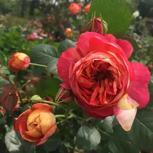 欧月 藤本浪漫宝贝 浪漫苏蕾月季 多季藤本月季花 强烈推荐 超漂亮