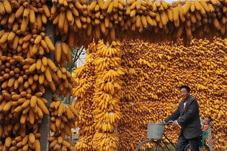 2015年10月2日,陕西咸阳,金秋时节三秦粮仓金秋丰收迎丰年.
