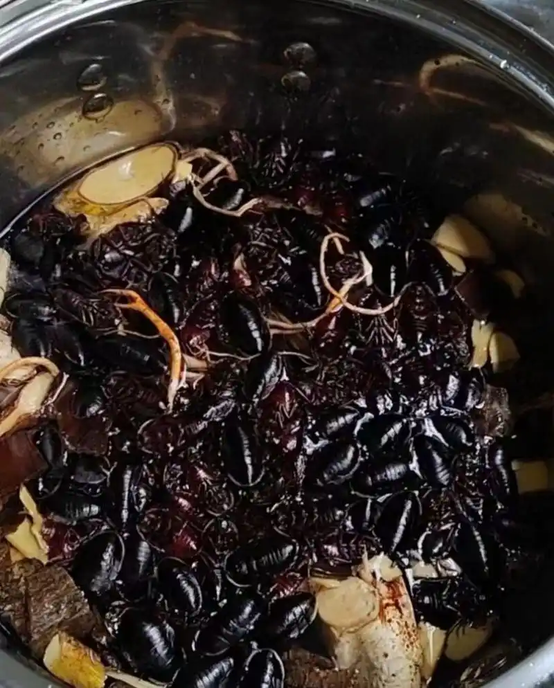 俺老家95 东莞特产95之一 蟑螂汤9393939393 还有老鼠