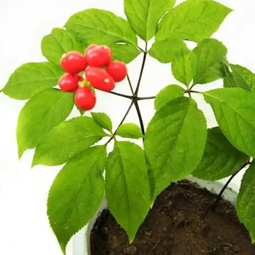 人参正宗长白山苗林林下野山参苗西洋参苗盆载景人参