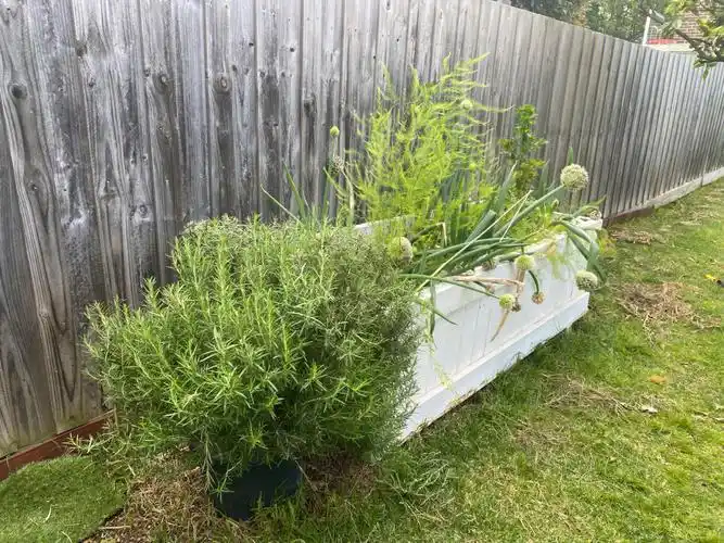 家里香料长疯了剃头的迷迭香