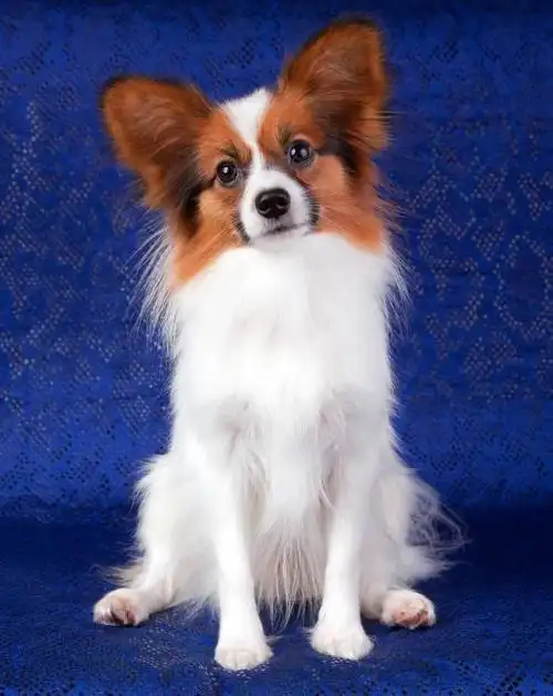 判断蝴蝶犬是否优秀,通过这几个方面就能看出来