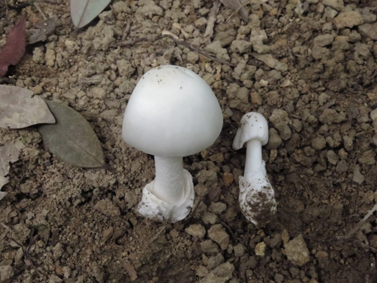 警惕广东头号毒菇杀手——致命白毒伞