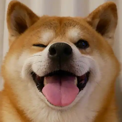 为什么这么多人喜欢柴犬看这几张图就知道了