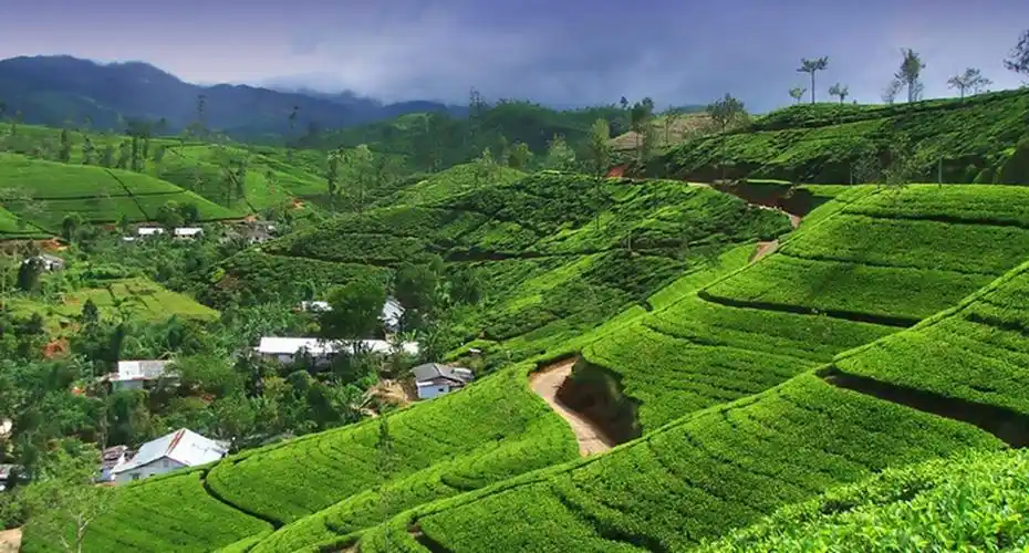 走近世界顶级锡兰红茶茶园 搭乘千与千寻海上小火车 造访大象孤儿院