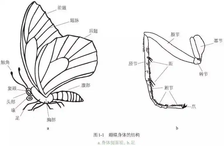 蝶影翻飞 灵自来_蝴蝶