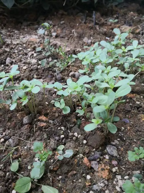 种植百日草!四(2)班 李翊泽
