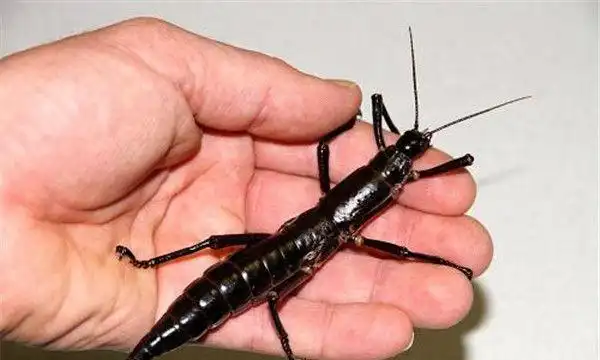 豪勋爵岛竹节虫一种大型的昆虫备受关注引起好奇