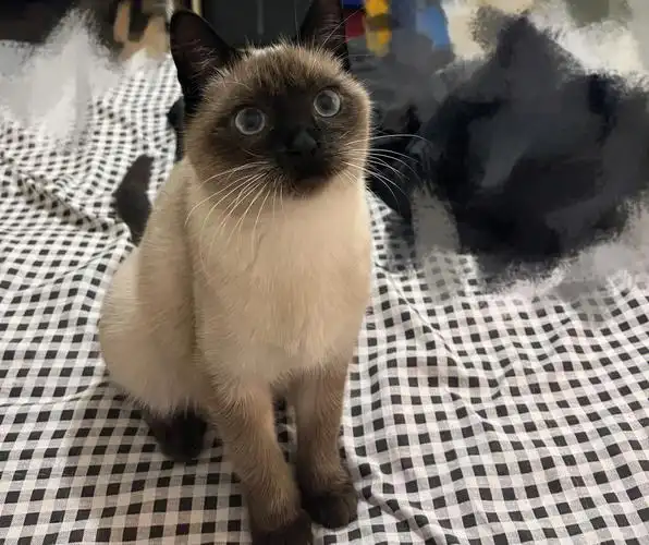 暹罗猫