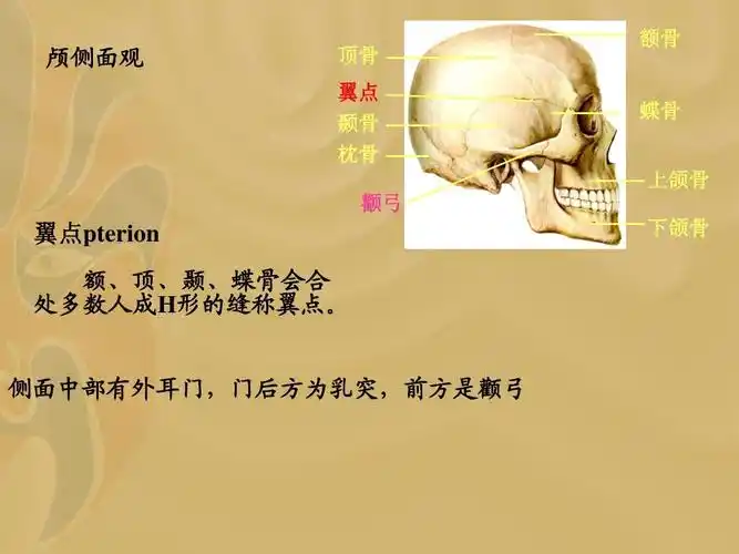 点  第二节 康复评定的工作流程与内容  思考题 颅侧面观 顶骨 翼点