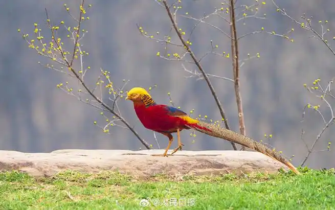 河南平顶山,鲁山县春暖花开,鸟中"凤凰"红腹锦鸡优雅觅食,构成一幅