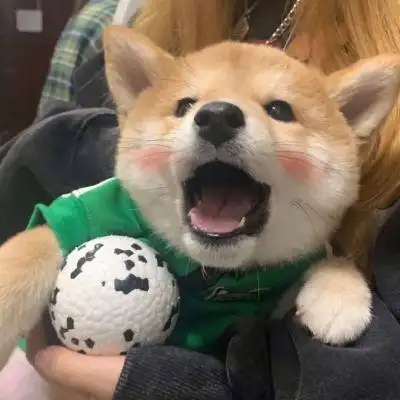 用了一辈子都不换的超萌狗狗头像